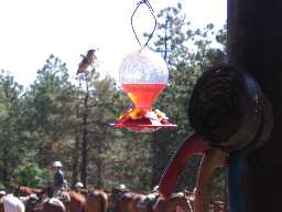 Horses & Hummingbirds at Clark's Fork